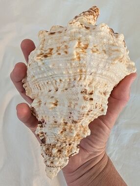 Large Conch Shell